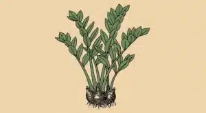 ZZ plant care detail illustration showing healthy rhizomes