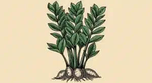 A ZZ plant thriving in a low-light corner of a living room, showcasing its adaptability as an excellent low-light houseplant.